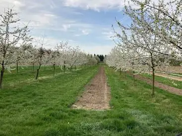 Plättleweg