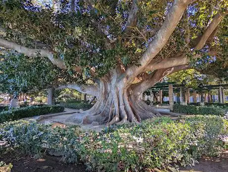 Photo de Grand ficus
