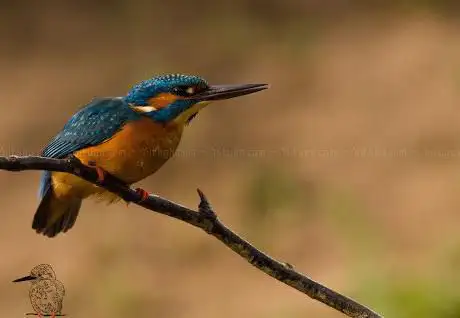 Photo de Observatorio de aves La Zafrilla