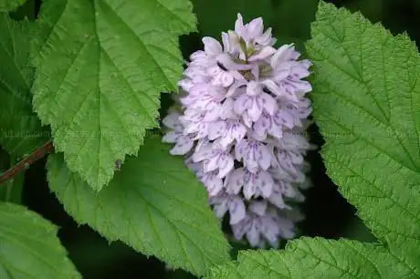 Photo de Shadwell Wood