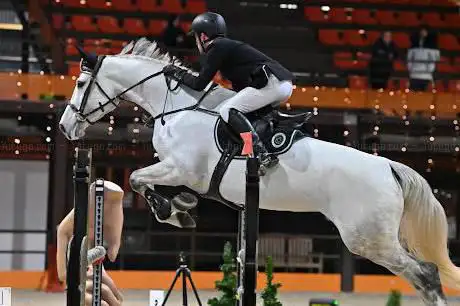 Adrien Chabot Sporthorses
