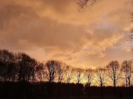 Biscopveld