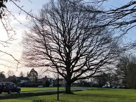 Photo de Broadham Green