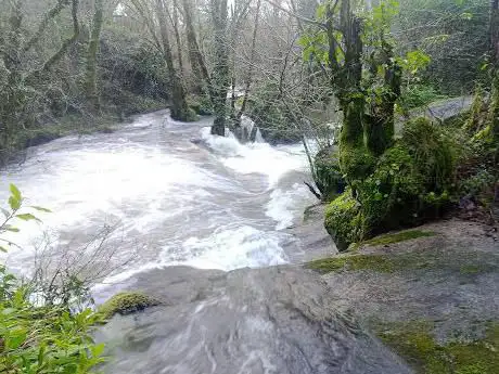 Fervenziñas da Ross