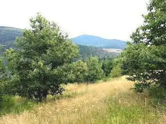 Photo de Foret du grandbeau