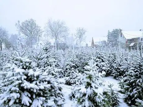 Photo de Kerstbomen Pieters