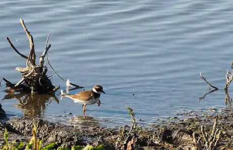 De Blikken - De Sluiswachter - Vogelkijkhut