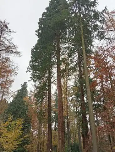 Photo de Giant Sequoia in Sonian Forest