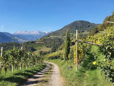 Weinberge über Bozen