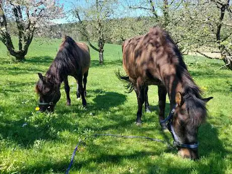 Pony-Spass