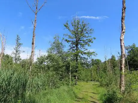 Waldvernässung Turbenland