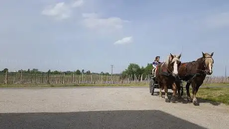Photo de La Ferme à Roulettes (Génissac)