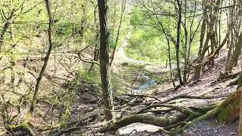 Wildfreigehege Kallenborn Heusweiler-Obersalbach