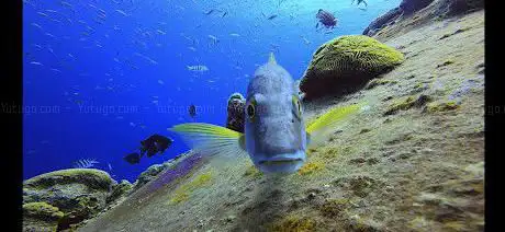 Photo de Scuba Regs
