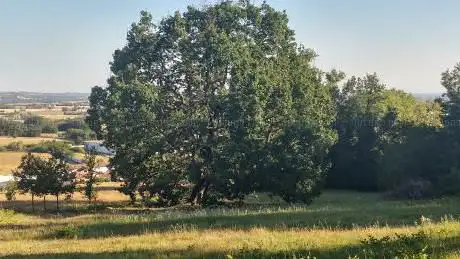 Photo de Quercia Secolare