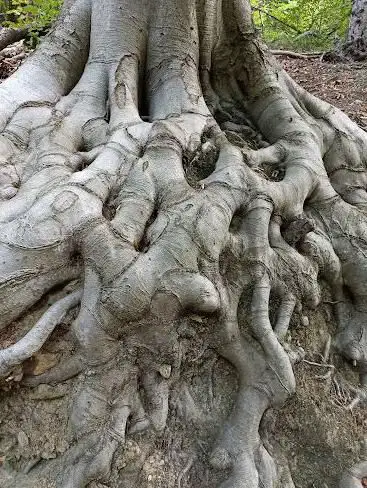 Riserva naturalistica dell'Adelasia