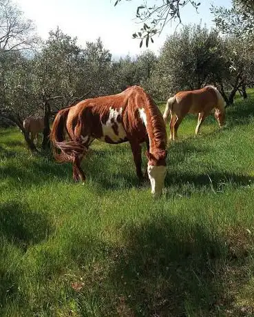 Maneggio Cà Montemezzano