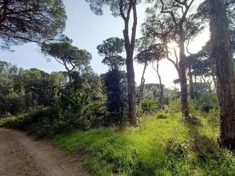 Pineta di Procoio