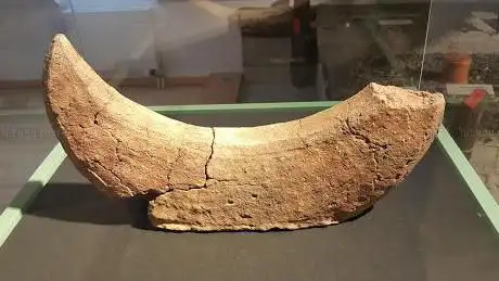 Musée d'archéologie