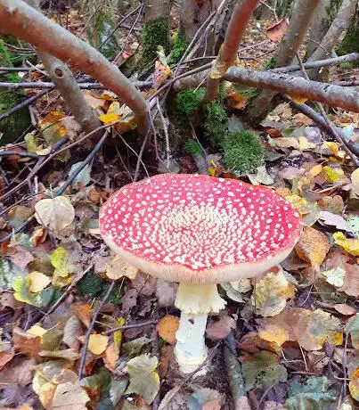 Forêt de Montceaux