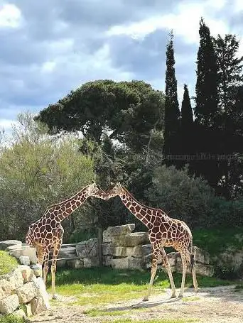Photo de Safari