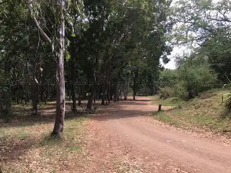 Forêt de L'Étang-Salé