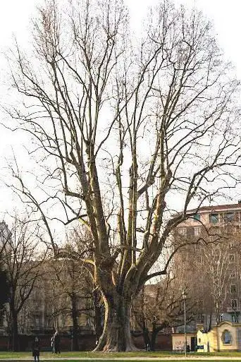 Photo de The oldest tree in Turin, Italy