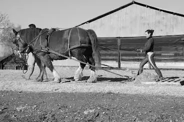 Photo de Cheval Diffusion