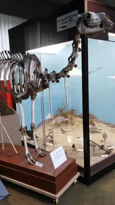 Regional Museum of Natural Sciences