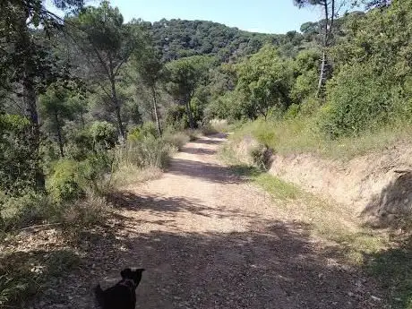 Photo de Turó d'en DorÃ