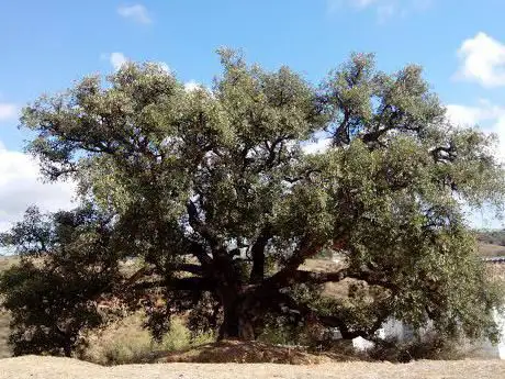 Photo de Alcornoque del Rincón del Hinojal