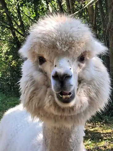 Photo de Les lamas de Johnny