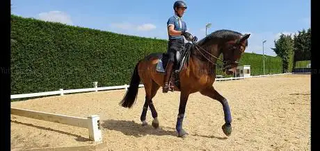 SJ Dressage Stable