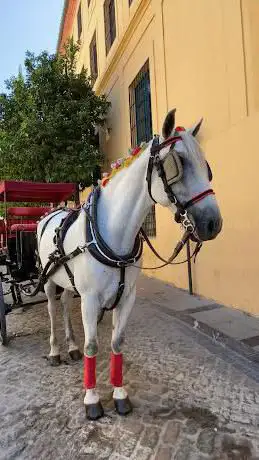 Photo de PARADA COCHES DE CABALLOS