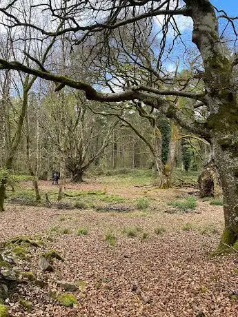 Photo de Portumna Forest Park
