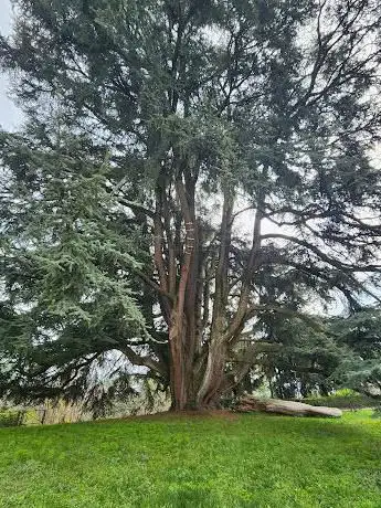 Cedro del Libano di Villa Mirabello