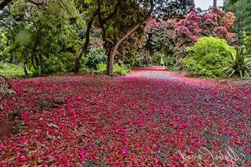 Photo de National Botanic Gardens, Kilmacurragh