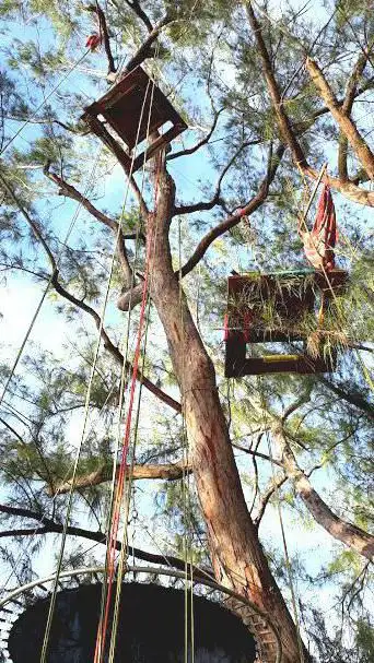 Les arts des arbres