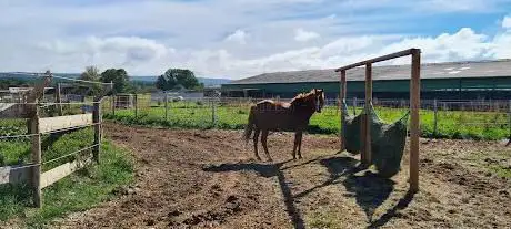 Horse Farm D'yggdrasil