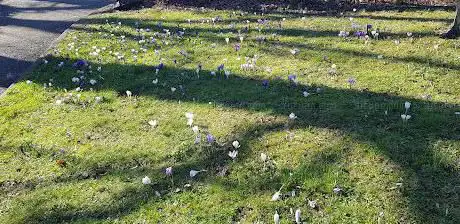 Crocus Area