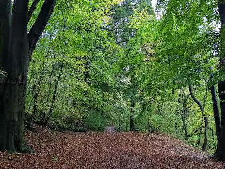 Sherbrook Wood