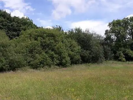 The Jungle