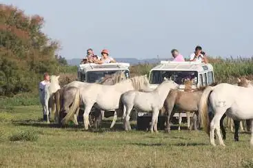 Photo de Camargue découverte 100% camargue safari en 4x4, Ebike, calèche, quad