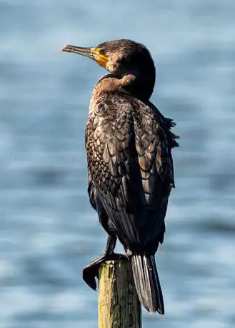RSPB Leighton Moss