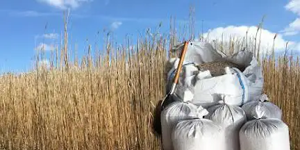 Miscanthus Pays Bigouden