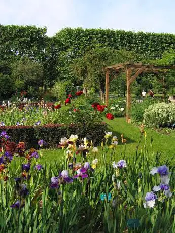 Photo de Jardin d'iris et de plantes vivaces