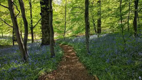 Photo de Croft Woods