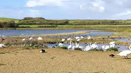 Abbotsbury Swannery
