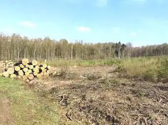 Photo de Balade dans la forêt de Saint Amand Les eaux