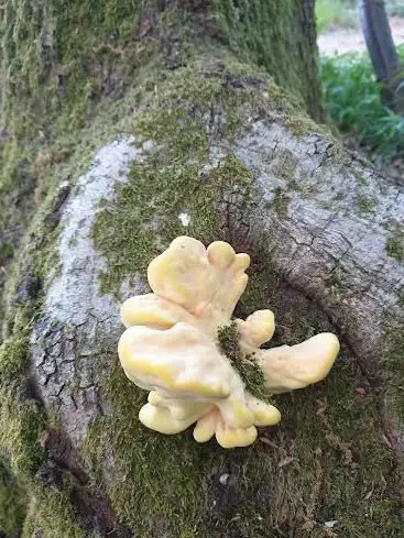 Photo de PARC FORESTIER RIVE DROITE « LA BARAQUE »